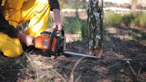 Best Lawn Pest Prevention  in Pine Ridge, SC